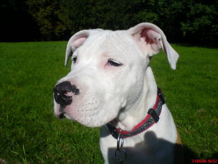 Staffordshire Bullterrier Bruno (5 Mon.)