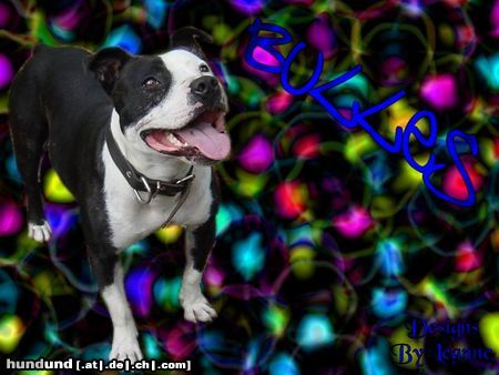 Staffordshire Bullterrier Hunde Foto 3596 Staffordshire Bullterrier Bulles