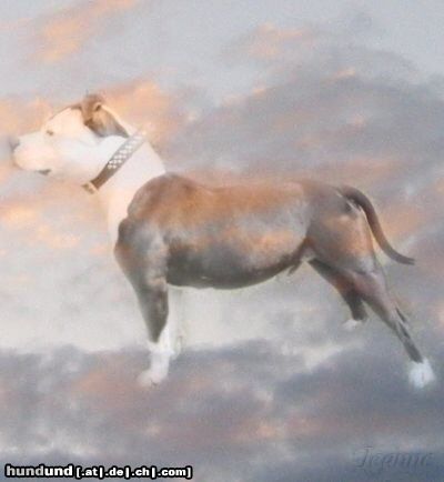 Staffordshire Bullterrier Hunde Foto 5924 Staffordshire Bullterrier Bulles