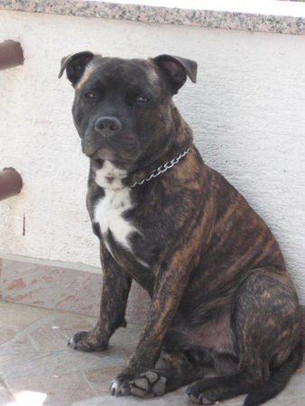Staffordshire Bullterrier Hunde Foto 31599 Staffordshire Bullterrier tyson 9 monate alt