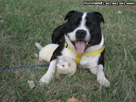 Staffordshire Bullterrier Hunde Foto 10586 Staffordshire Bullterrier Cyrano und Frettchen Krümel