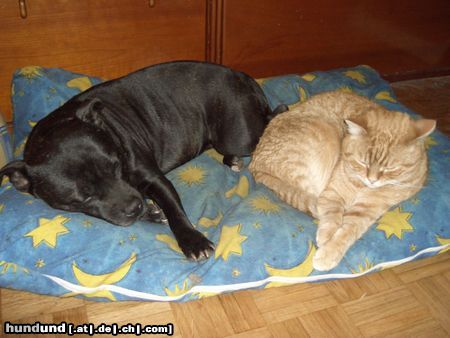 Staffordshire Bullterrier Hunde Foto 10587 Staffordshire Bullterrier Angel und Kater Carlo