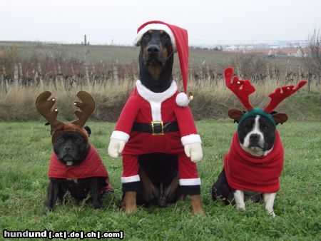 Staffordshire Bullterrier Hunde Foto 16967 in höherer Auflösung ansehen Staffordshire Bullterrier X-Mas Dogs