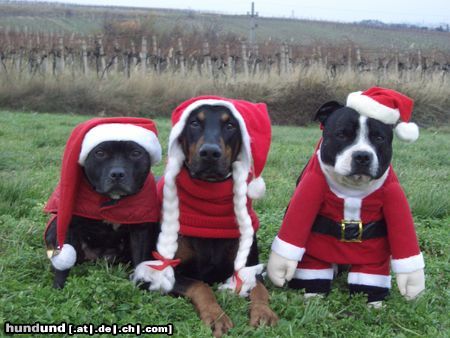 Staffordshire Bullterrier Hunde Foto 16966 in höherer Auflösung ansehen Staffordshire Bullterrier X-Mas Dogs