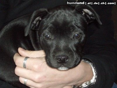 Staffordshire Bullterrier Hunde Foto 23314 in höherer Auflösung ansehen Staffordshire Bullterrier meine süße Maus
