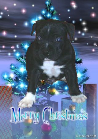 Staffordshire Bullterrier Hunde Foto 1673 Staffordshire Bullterrier floyd
