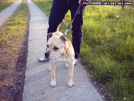 Staffordshire Bullterrier Hunde Foto 24822 Staffordshire Bullterrier Meine Staff-Hündin, 9 Jahre alt