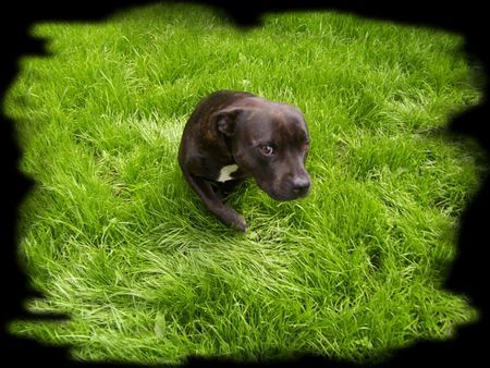 Staffordshire Bullterrier Hunde Foto 35619 in höherer Auflösung ansehen Staffordshire Bullterrier Dariah...leider vor 5 Wochen verstorben