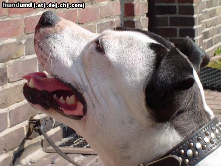 Staffordshire Bullterrier Hunde Foto 5926 Staffordshire Bullterrier Bulles