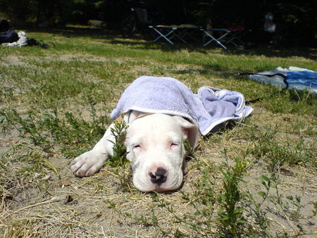 Staffordshire Bullterrier Hunde Foto 34354 in höherer Auflösung ansehen Staffordshire Bullterrier Bruno beim Baden