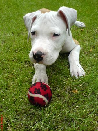 Staffordshire Bullterrier Bruno (3 Mon.)