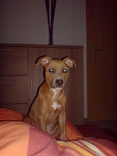 Staffordshire Bullterrier bella