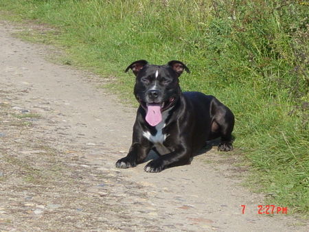 Staffordshire Bullterrier Hunde Foto 31551 in höherer Auflösung ansehen Staffordshire Bullterrier Man Papa heut ist es zu warm zum Stöckchen holen!