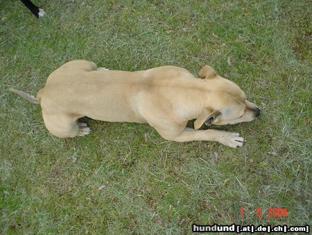 Staffordshire Bullterrier Hunde Foto 12965 Staffordshire Bullterrier chanel- die zicke....