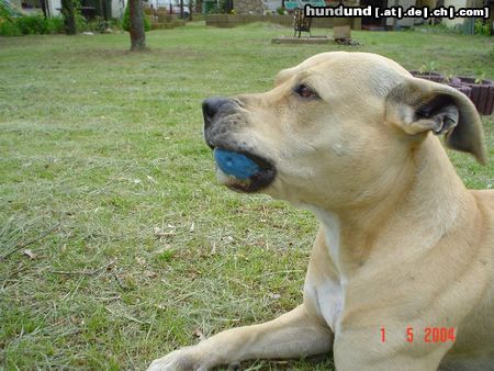 Staffordshire Bullterrier Hunde Foto 14712 Staffordshire Bullterrier sabbern ist noch untertrieben!