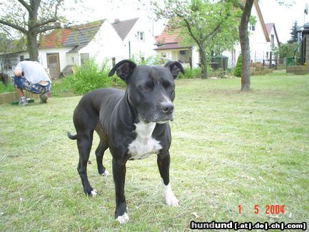 Staffordshire Bullterrier Hunde Foto 13131 Staffordshire Bullterrier meine süße chanel