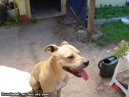 Staffordshire Bullterrier zeus- ein traum in creme..