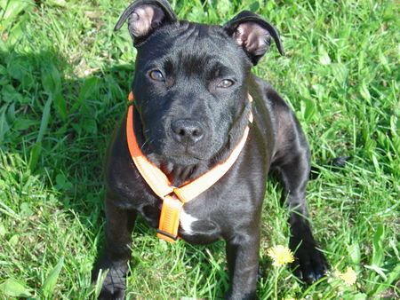 Staffordshire Bullterrier Hunde Foto 31322 in höherer Auflösung ansehen Staffordshire Bullterrier Rooney 4 mon.