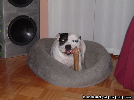 Staffordshire Bullterrier Hunde Foto 23942 in höherer Auflösung ansehen Staffordshire Bullterrier Mein bester Freund Buddy