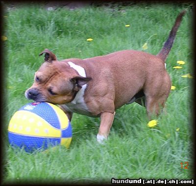 Staffordshire Bullterrier Hunde Foto 15648 in höherer Auflösung ansehen Staffordshire Bullterrier Das ist nur mein Ball
