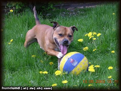 Staffordshire Bullterrier Hunde Foto 9586 Staffordshire Bullterrier Staffordshire-bullterrier \'\'Macho\'\'