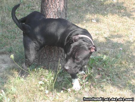 Staffordshire Bullterrier Hunde Foto 10453 Staffordshire Bullterrier floyd