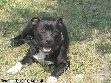 Staffordshire Bullterrier Hunde Foto 4859 Staffordshire Bullterrier floyd
