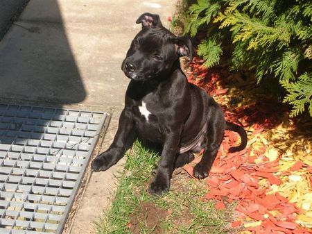 Staffordshire Bullterrier Hunde Foto 30836 in höherer Auflösung ansehen Staffordshire Bullterrier Rooney