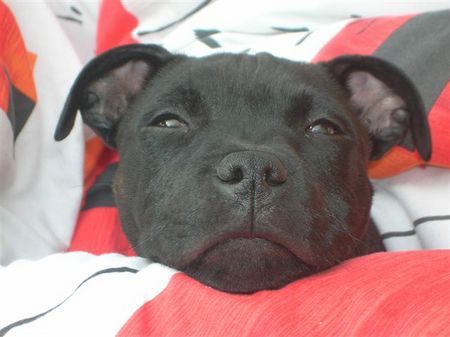 Staffordshire Bullterrier Hunde Foto 30838 in höherer Auflösung ansehen Staffordshire Bullterrier Rooney