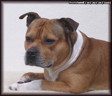 Staffordshire Bullterrier Hunde Foto 11161 Staffordshire Bullterrier Macho