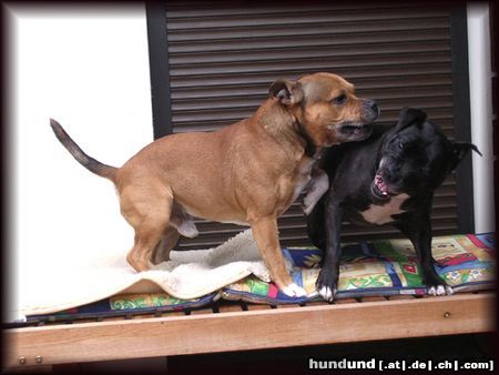 Staffordshire Bullterrier Hunde Foto 11162 Staffordshire Bullterrier Brenda+Macho