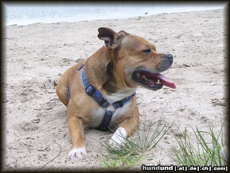 Staffordshire Bullterrier Hunde Foto 11974 Staffordshire Bullterrier Mein e Schmusebacke