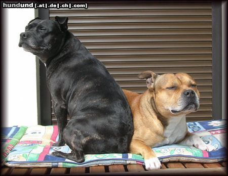 Staffordshire Bullterrier Hunde Foto 12500 Staffordshire Bullterrier Brenda mit Macho (Sommer 2004)