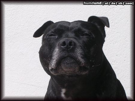 Staffordshire Bullterrier Hunde Foto 12499 Staffordshire Bullterrier