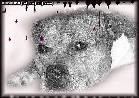 Staffordshire Bullterrier Hunde Foto 12829 Staffordshire Bullterrier Staffbull Macho
