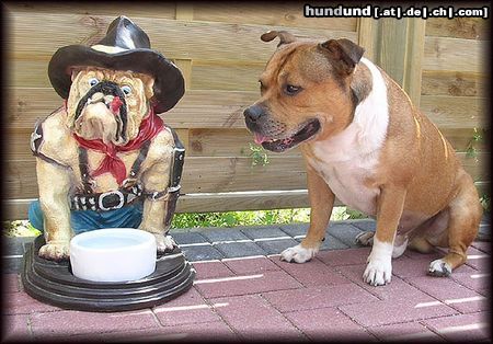 Staffordshire Bullterrier Hunde Foto 13103 Staffordshire Bullterrier Ups ein neues Aufpasser