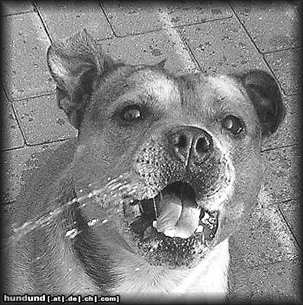 Staffordshire Bullterrier Hunde Foto 14408 Staffordshire Bullterrier Die Wasserratte Macho