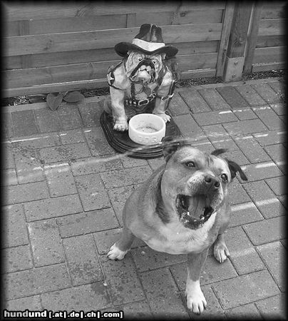 Staffordshire Bullterrier Hunde Foto 14410 Staffordshire Bullterrier Macho
