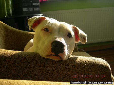 Staffordshire Bullterrier Langweile ich