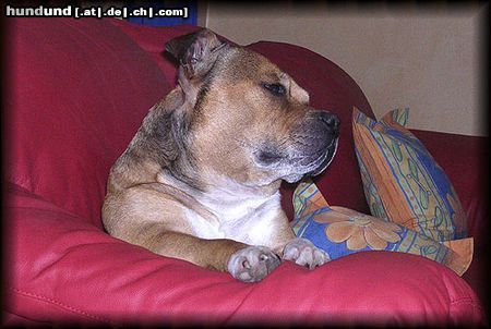 Staffordshire Bullterrier Hunde Foto 15232 in höherer Auflösung ansehen Staffordshire Bullterrier Macho beim TV schauen