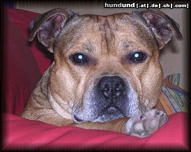 Staffordshire Bullterrier Hunde Foto 15235 in höherer Auflösung ansehen Staffordshire Bullterrier Ich bin der Macho