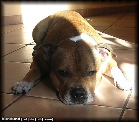 Staffordshire Bullterrier Hunde Foto 15551 in höherer Auflösung ansehen Staffordshire Bullterrier Oh wer schaut denn da so