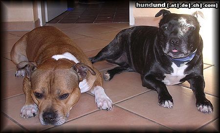 Staffordshire Bullterrier Hunde Foto 15554 in höherer Auflösung ansehen Staffordshire Bullterrier Bäääääh