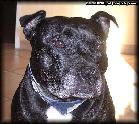 Staffordshire Bullterrier Hunde Foto 15552 in höherer Auflösung ansehen Staffordshire Bullterrier Meine Prinzessin