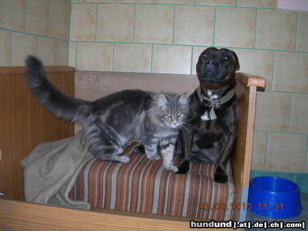 Staffordshire Bullterrier wie Hund und Katze