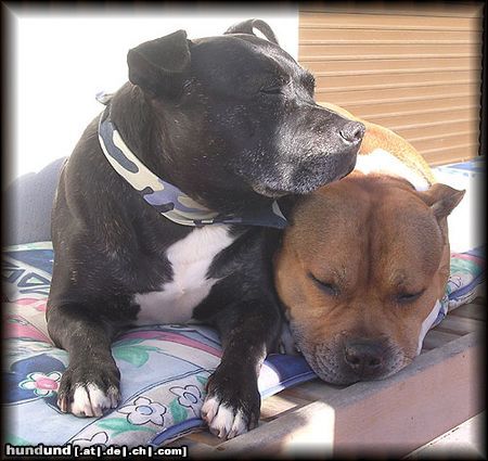 Staffordshire Bullterrier Hunde Foto 15553 in höherer Auflösung ansehen Staffordshire Bullterrier Wahre Staffbull Liebe