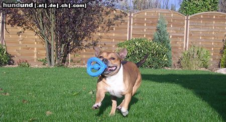 Staffordshire Bullterrier Hunde Foto 16088 in höherer Auflösung ansehen Staffordshire Bullterrier Mein Püpchen