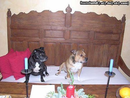 Staffordshire Bullterrier Hunde Foto 16752 in höherer Auflösung ansehen Staffordshire Bullterrier Ups wer kommt da