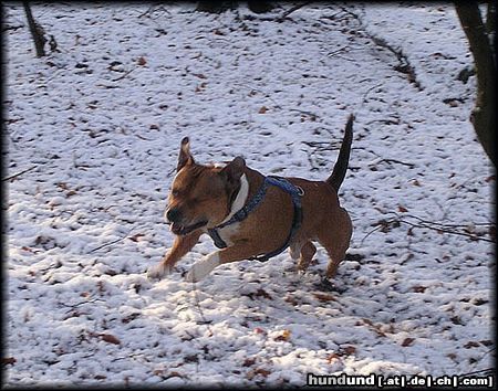 Staffordshire Bullterrier Hunde Foto 17334 in höherer Auflösung ansehen Staffordshire Bullterrier Der ertse Schnee 2004 in SH