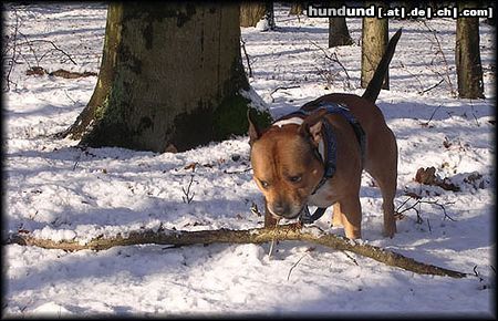 Staffordshire Bullterrier Hunde Foto 17333 in höherer Auflösung ansehen Staffordshire Bullterrier Der ertse Schnee 2004 in SH